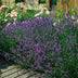 Lavendel 'Munstead' - 48 Pflanzen, 10-25cm, Ø9cm Bild 7