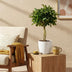 Schefflera Gold Capelle Fingerbaum: Pflegeleichte Zimmerpflanze mit Topf Bild 5