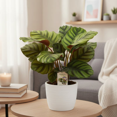 Calathea Fasciata – Elegante Zimmerpflanze, ↕50cm