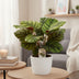 Calathea Fasciata – Elegant Houseplant, ↕50cm Bild 2