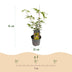 GreenboutiQ - Garden Plant - Acer palmatum Sangokaku - Green - 3 Plants - Deciduous - Low Maintenance - Pot 12cm Height 35cm Bild 3