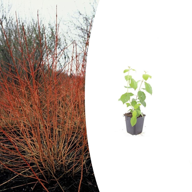 Cornus sanguinea 'Midwinter Fire' - Vibrant winter color!