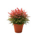 Nandina Obsessed - Evergreen shrub, easy to care for, 45cm, 17cm pot Bild 1