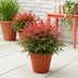Nandina Obsessed - Evergreen shrub, easy to care for, 45cm, 17cm pot Bild 6