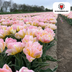 Password Tulpenzwiebeln - 20 Stück | Rosa Doppel-Tulp Bild 4