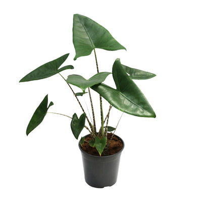 Alocasia Zebrina - 21cm Topf - 80cm Hoch - Zebra-Pflanze