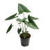Alocasia Zebrina - 21cm Topf - 80cm Hoch - Zebra-Pflanze Bild 1