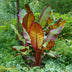 GreenboutiQ Bananenpflanze Ensete ventricosum Maurelli - Winterhart (2 Stk.) Bild 5