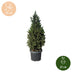 2x Picea glauca Conica - Zuckerhutfichte - Grün - Weihnachtsbaum - Ø23cm - ↕80cm Bild 5