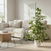 Ficus benjamina Goldenking, 95cm hoch, Ø21cm Topf Bild 3