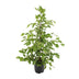 Ficus benjamina Goldenking, 95cm hoch, Ø21cm Topf Bild 1