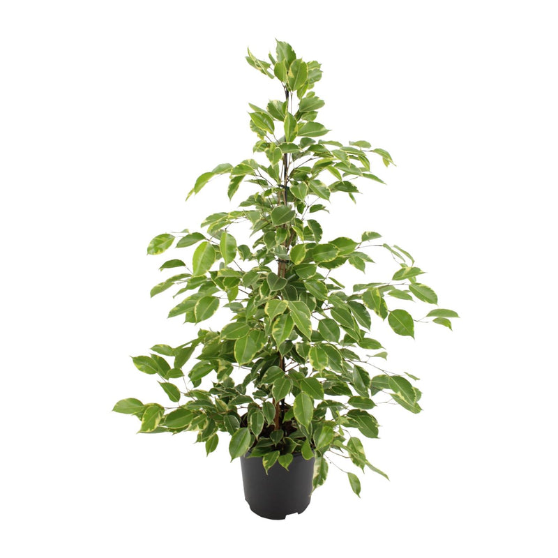 Ficus benjamina Goldenking, 95cm hoch, Ø21cm Topf