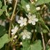 Schmetterlingsspörgel (Fallopia aubertii) – Weiß, Kletterpflanze, Ø9cm Bild 3