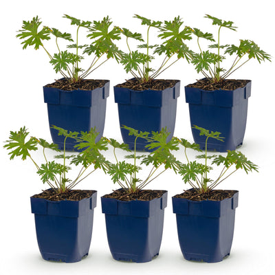 Green boutiQ - Perennial - Geranium Tricolour - Crane's Bill - Ground Cover - Purple - Pink - White - 6 Plants - Pot 11cm - Height 15-25cm