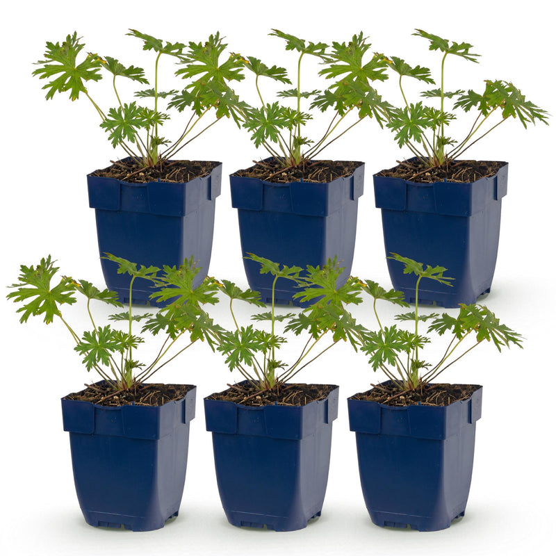 Green boutiQ - Perennial - Geranium Tricolour - Crane's Bill - Ground Cover - Purple - Pink - White - 6 Plants - Pot 11cm - Height 15-25cm