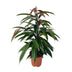 Ficus Binnendijkii 'Amstel King' P17 - 75cm - Elegant Houseplant Bild 1