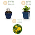 Green boutiQ - Johanniskraut 'Caley' - 24 Pflanzen (Topf 11cm) Bild 4