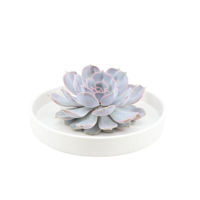 Echeveria Lilacina Sukkulente im Keramiktopf Ø 20 cm