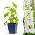 Green boutiQ - Stauden - Delphinium (P) Galahad - Rittersporn - Bienen- und Schmetterlingsmagneten - Weiß - 1 Pflanze - Topf 11cm - Höhe 15-25cm Bild 2