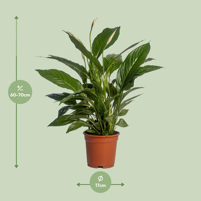 Spathiphyllum Vivaldi Friedenslilie – Ø17cm, ↕70cm