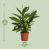 Spathiphyllum Vivaldi Friedenslilie – Ø17cm, ↕70cm Bild 2
