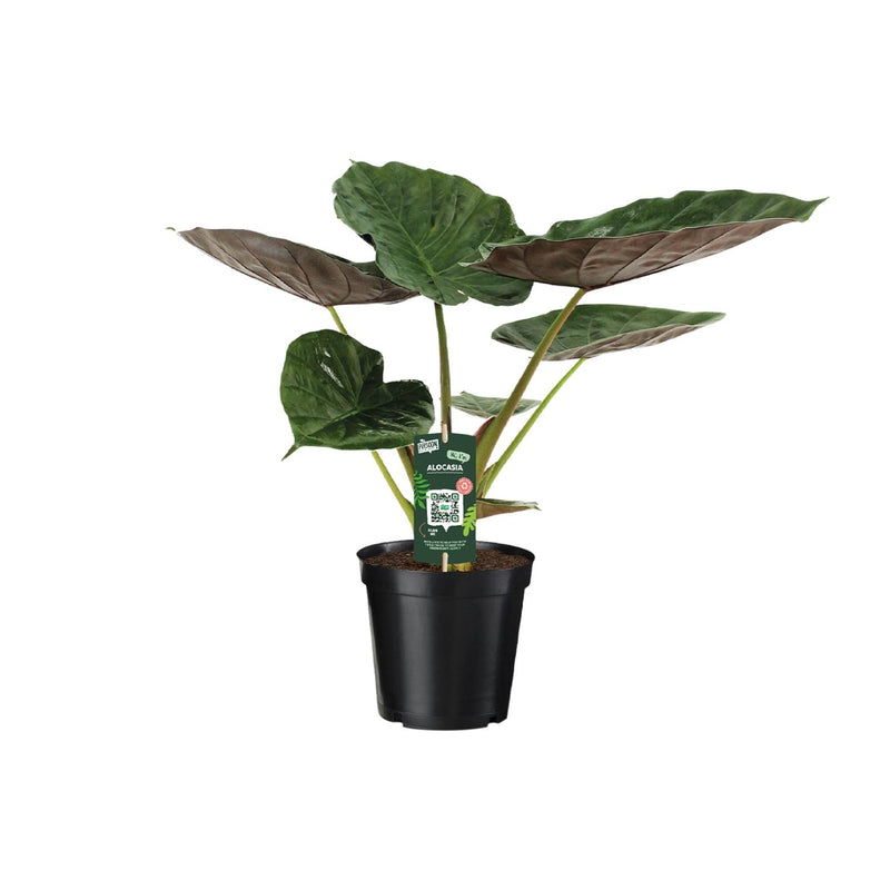Alocasia Wentii Elefantenohr - Ø19cm - ↕70cm