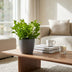 Green boutiQ - Asplenium Crispy Wave - Krauser Wellenfarn - 1 Plant - mit Potter Grijs - Topf 12cm - Höhe - 30cm Bild 3