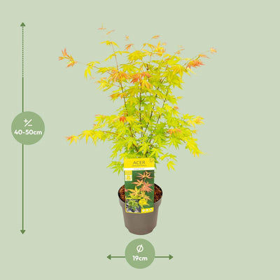 Acer palmatum 'Orange Dream' - Ø19cm Topf, ca. 50cm hoch
