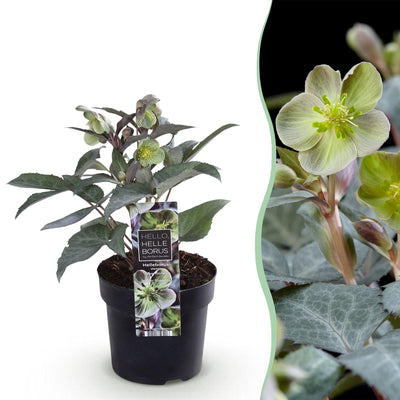 GreenboutiQ - Garden Plant - Lenten Rose Helleborus sternii Silver Dollar - Green Flower - 1 Plant - Evergreen - Pot 14cm Height 35cm
