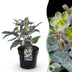 GreenboutiQ - Gartenpflanze - Lenten Rose Helleborus sternii Silver Dollar - Grüne Blume - 1 Pflanze - Immergrün - Topf 14cm Höhe 35cm Bild 1