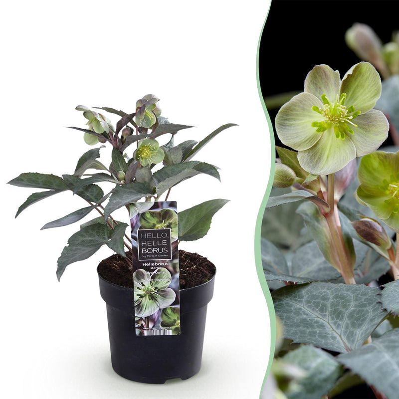 GreenboutiQ - Gartenpflanze - Lenten Rose Helleborus sternii Silver Dollar - Grüne Blume - 1 Pflanze - Immergrün - Topf 14cm Höhe 35cm