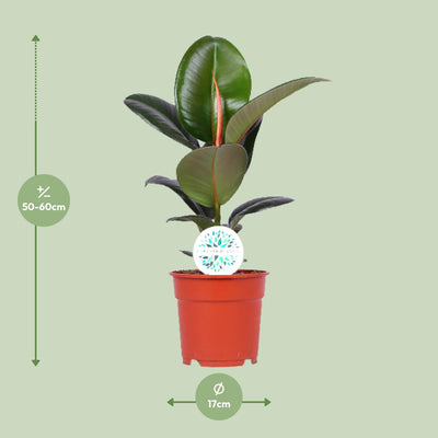 Ficus Elastica Robusta, Gummibaum Ø17cm, H55cm