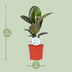Ficus Elastica Robusta, Gummibaum Ø17cm, H55cm Bild 3