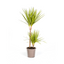 Dracaena Marginata Sunray Ø19cm - Tropisches Flair für Ihr Zuhause Bild 1