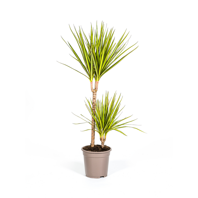 Dracaena Marginata Sunray Ø19cm - Tropisches Flair für Ihr Zuhause