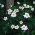 24x Autumn Anemone 'Honorine Jobert' - 10-25cm - Ø9cm Bild 5