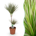 Dracaena Marginata Bicolor - Drachenbaum (90-100cm, Topf 21cm) Bild 1