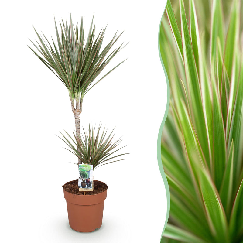 Dracaena Marginata Bicolor - Drachenbaum (90-100cm, Topf 21cm)