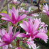 Magnolia Susan, 3 Pflanzen, Lila Blüte, Topf 12cm, Höhe 30cm Bild 6