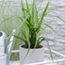 3x Carex morrowii 'Irish Green' - Ziergras, ca. 30cm, Ø14cm Topf Bild 6