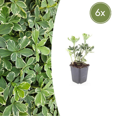 6x Pachysandra Variegata Bodendecker (10-25cm) im 9cm Topf