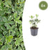 6x Pachysandra Variegata Bodendecker (10-25cm) im 9cm Topf Bild 1