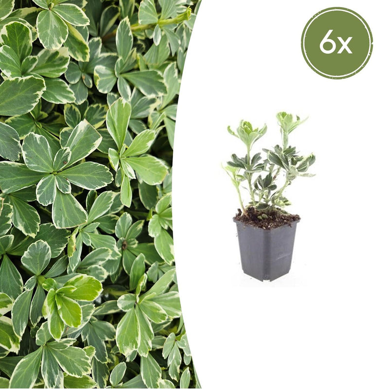 6x Pachysandra Variegata Bodendecker (10-25cm) im 9cm Topf