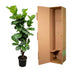 Ficus Lyrata Geigenfeige verzweigt, 180 cm, Topf ⌀32 Bild 4