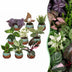 Überraschungsbox: 9 Baby Tropenpflanzen (Ø6cm, 5-15cm H) Bild 1