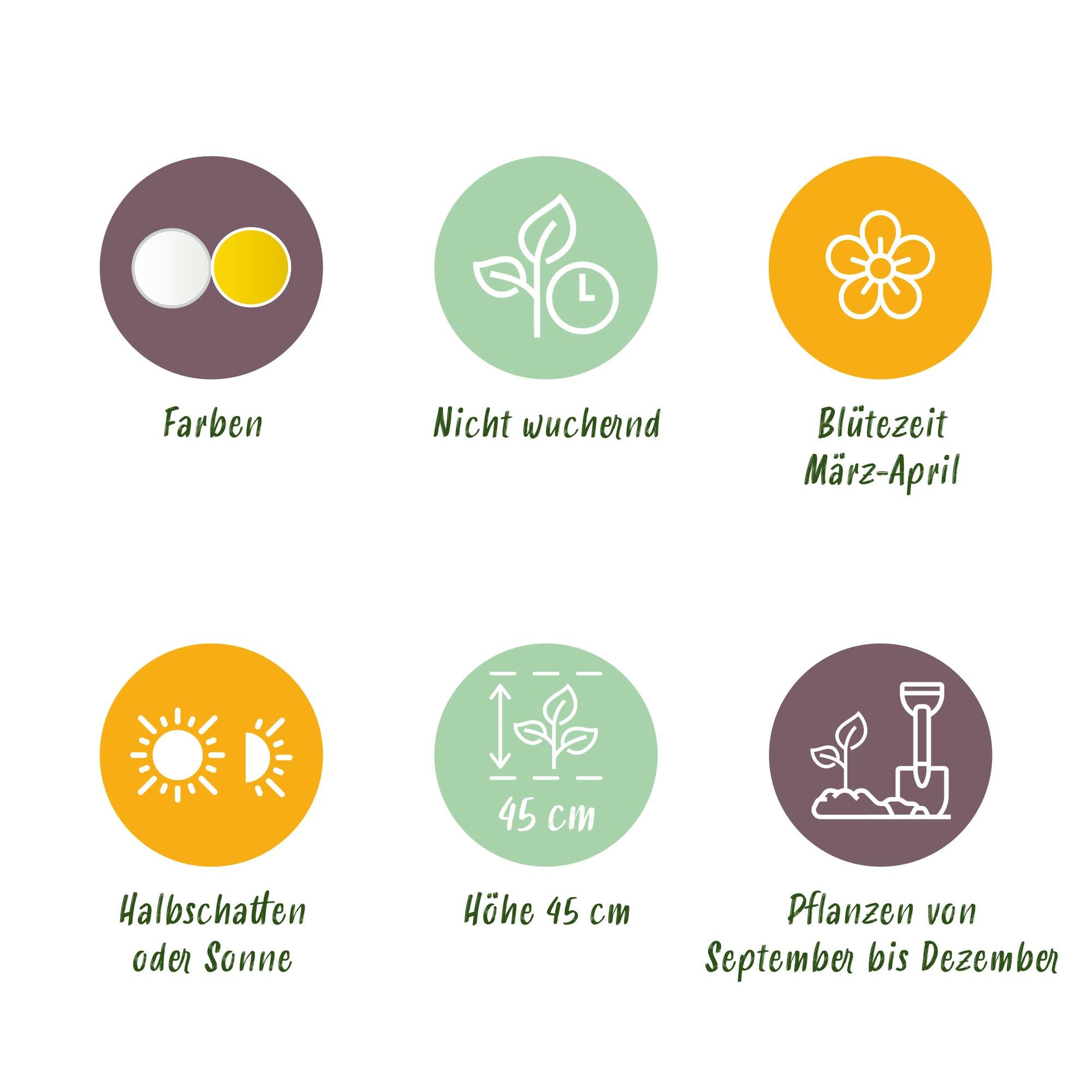 GreenboutiQ - Blumenzwiebeln - Narcis Double Mix - Bulbs Hardy Perennial - Farben Gelb und Weiß - 10 Stück - Zwiebelgröße 12/14 - XXL Pack