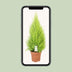 Cupressus Goldcrest Wilma Cypress Ø21cm, H90cm Bild 5