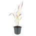 24x Japanisches Blutgras 'Red Baron' 9cm Topf, 10-25cm hoch Bild 2