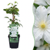 6x Clematis Jackmanii Huldine - Waldrebe Huldine - Weiß - Kletterpflanze - Ø9cm - ↕35cm Bild 1