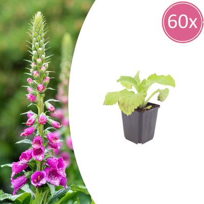 60x Roter Fingerhut (Digitalis purpurea) 10-25cm, Ø9cm